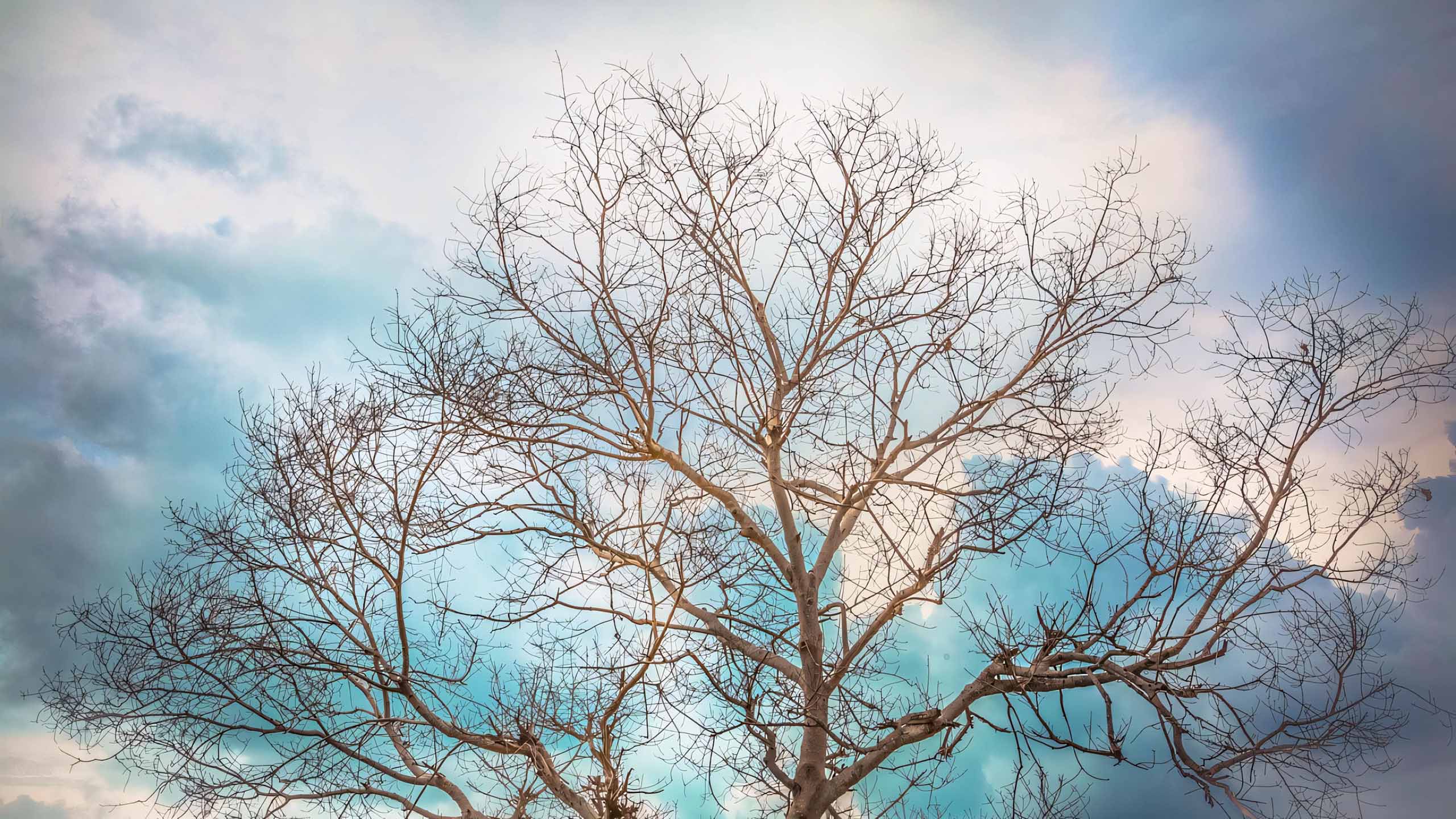 anh hoang hon anh cay coi buon 2560px 1440px 2k 7