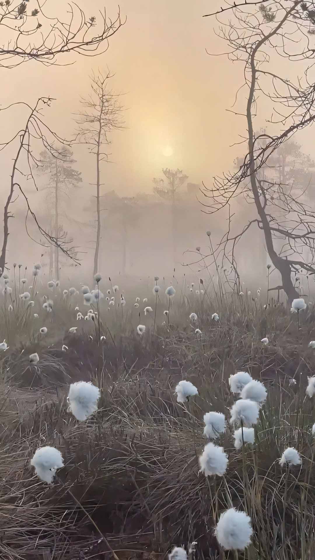 anh hoa cay coi buon 1920px 1080px full hd 7