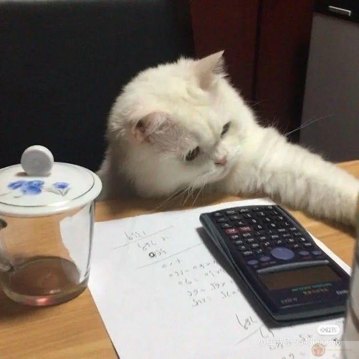 Meme học bài ngộ nghĩnh trở thành liều thuốc tinh thần cho mùa thi đầy áp lực