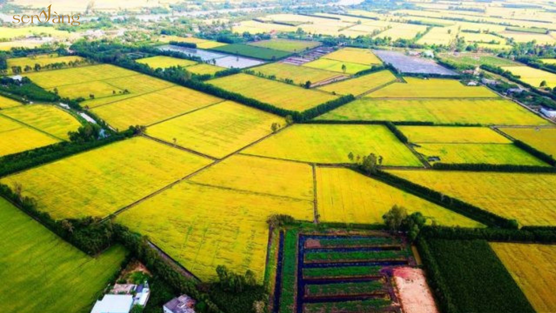 Ruộng lúa ở đbscl