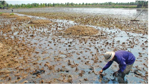 Đất trồng bị chua và cách khắc phục