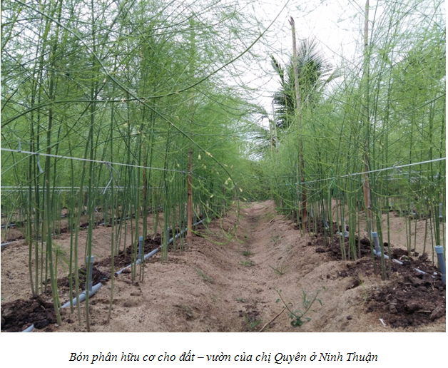 Đất trồng bị chua và cách khắc phục