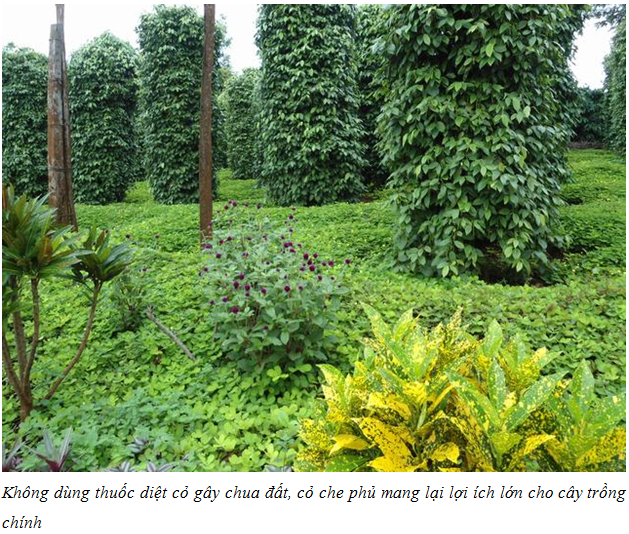 Đất trồng bị chua và cách khắc phục