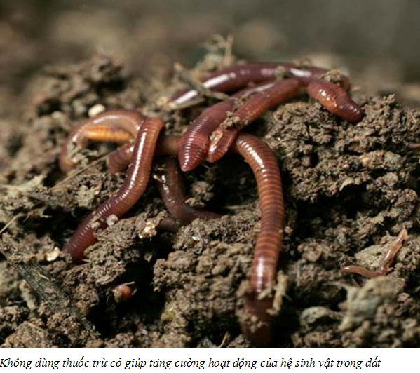 Đất trồng bị chua và cách khắc phục