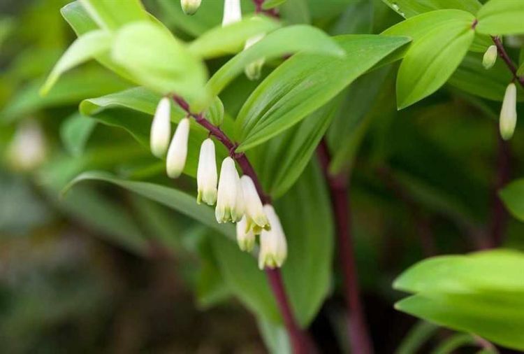 Cây hoàng tinh có tác dụng gì?