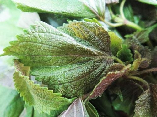 Lá tía tô có tác dụng phòng chống ung thư