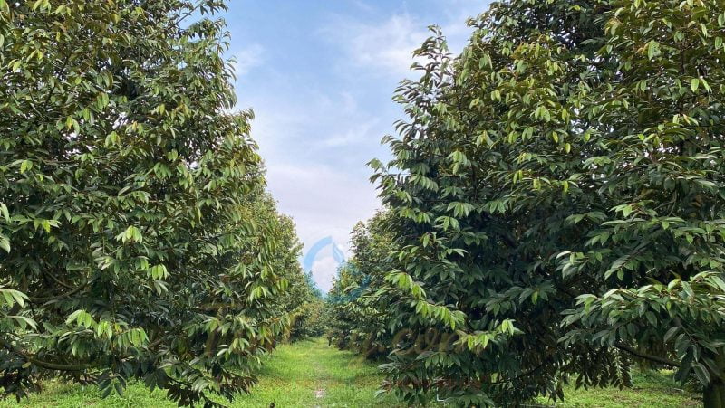 Các mương nước tại vườn, dưới đáy và bên mé mương có bám phèn vàng