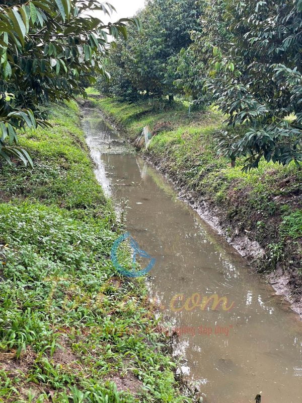 Sầu riêng Ri 6 đậu trái khi không kích bông vụ nghịch