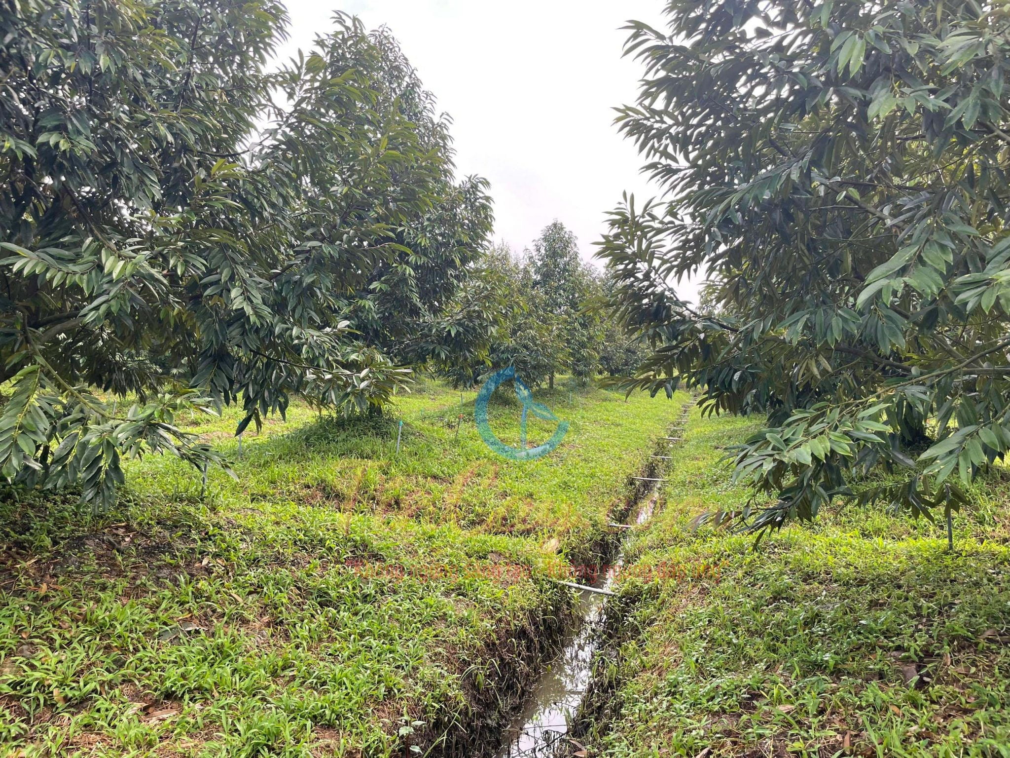 Dàn lá cây sầu riêng 4 năm chuẩn bị làm trái bói