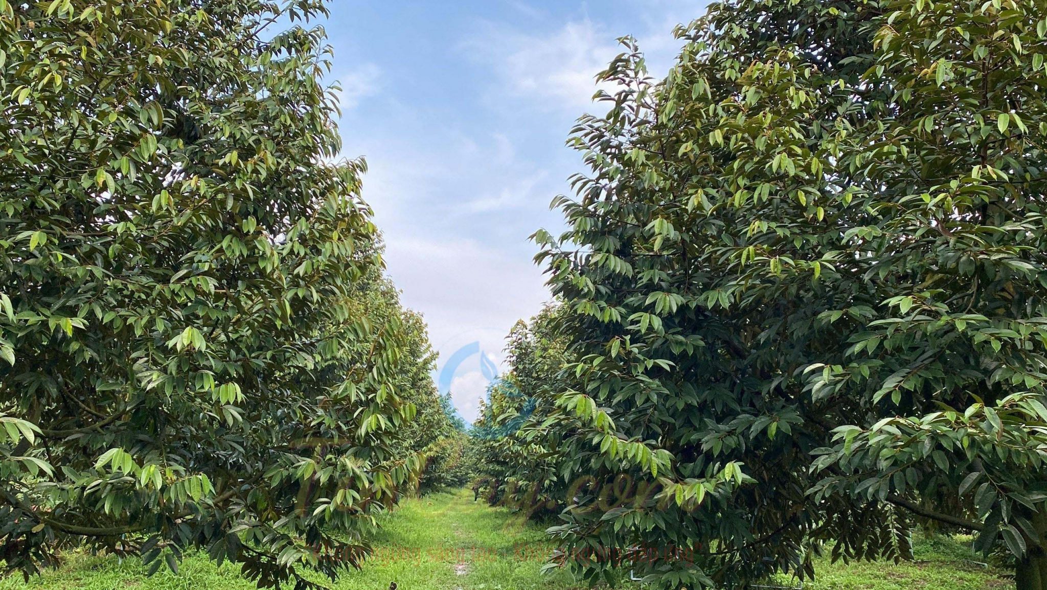 Vườn sầu riêng 4 năm tuổi tại Tháp Mười, Đồng Tháp