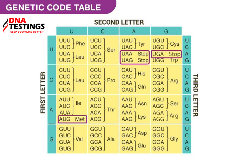 bảng mã di truyền
