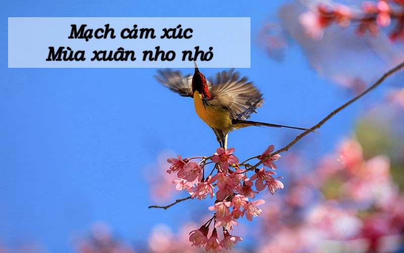 Mạch cảm xúc Mùa xuân nho nhỏ là gì?