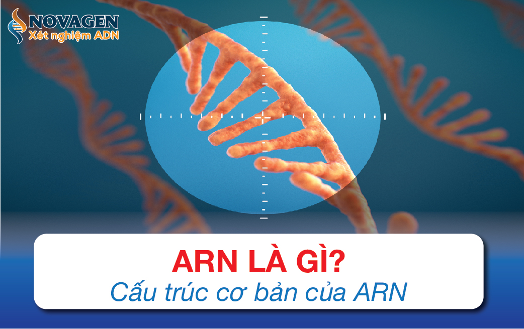ARN Là Gì? Cấu Trúc, Chức Năng Của ARN