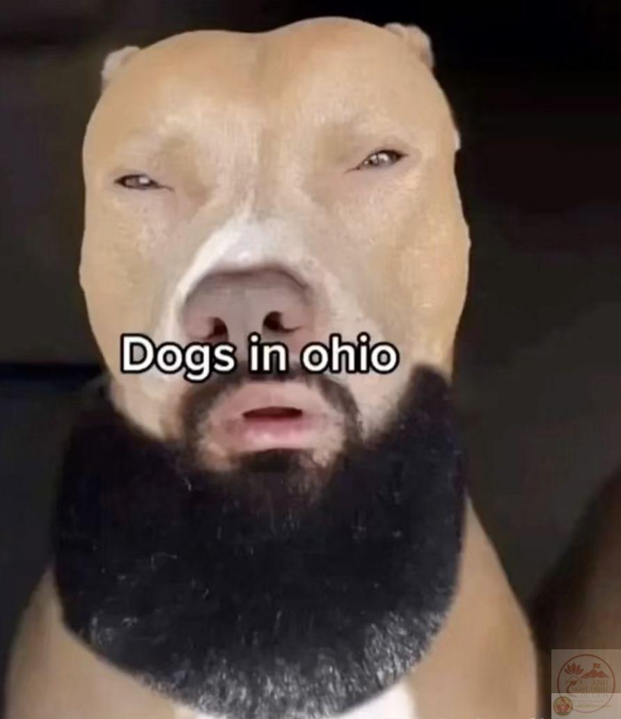 Nội dung hài hước này nhanh chóng lan tỏa và được sử dụng trong nhiều tình huống