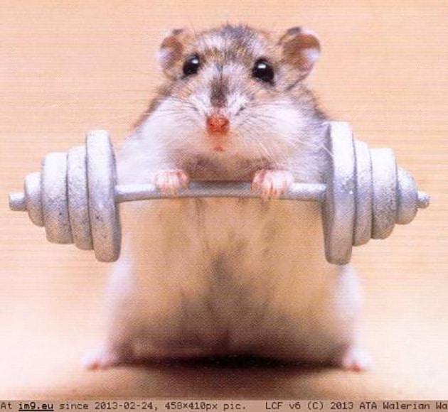 Meme Hamster cử tạ vô cùng mạnh mẽ.