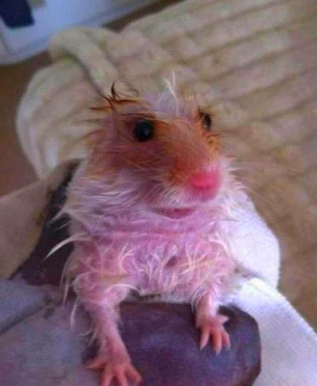 Meme chuột Hamster lông bù xù như mới chạy deadline xong.