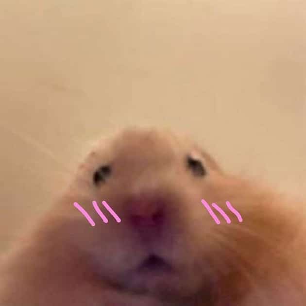 Chuột Hamster đỏ mặt mỗi khi nhắn tin với crush