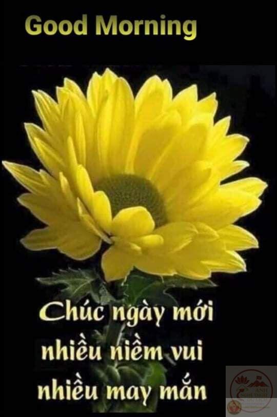 Một bức ảnh chế vui nhộn đủ để khởi động ngày mới bằng nụ cười