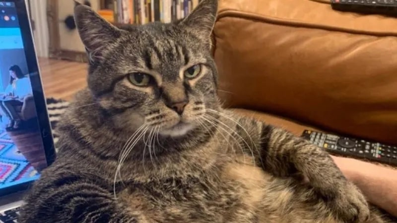 Top meme mèo biểu cảm khó chịu 