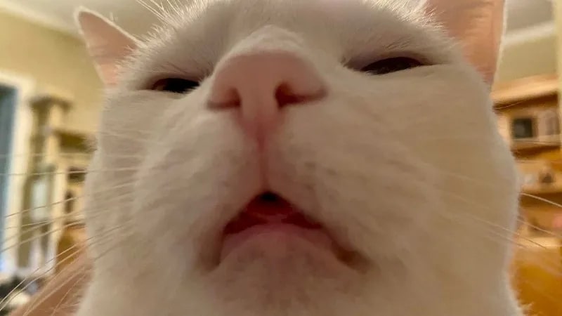 Top meme mèo biểu cảm khó chịu 