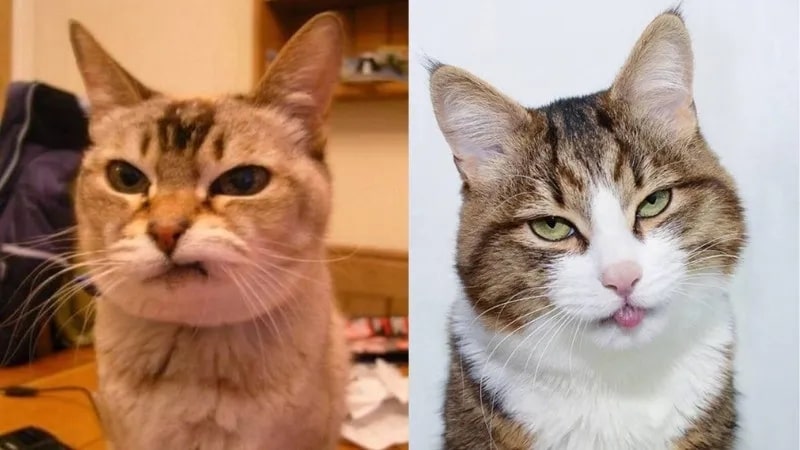 Top meme mèo biểu cảm khó chịu 