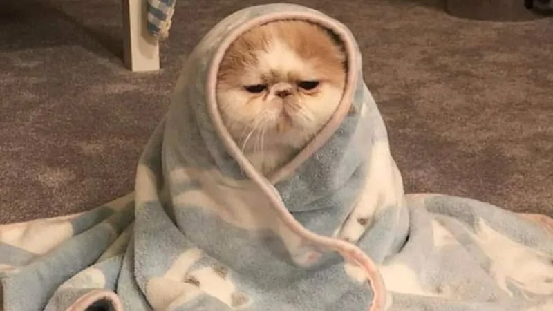 Top meme mèo biểu cảm khó chịu 