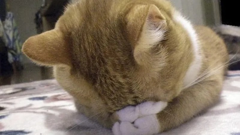 Ảnh meme con mèo dỗi