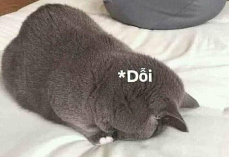 Ảnh meme con mèo dỗi