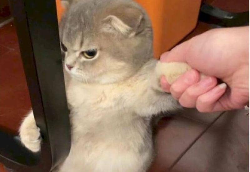 Ảnh meme con mèo dỗi