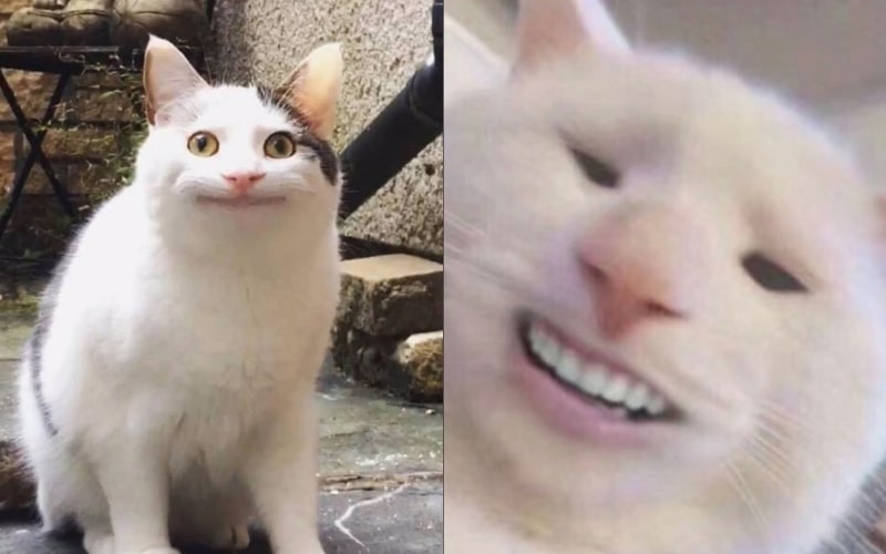 Hình ảnh meme mèo cười