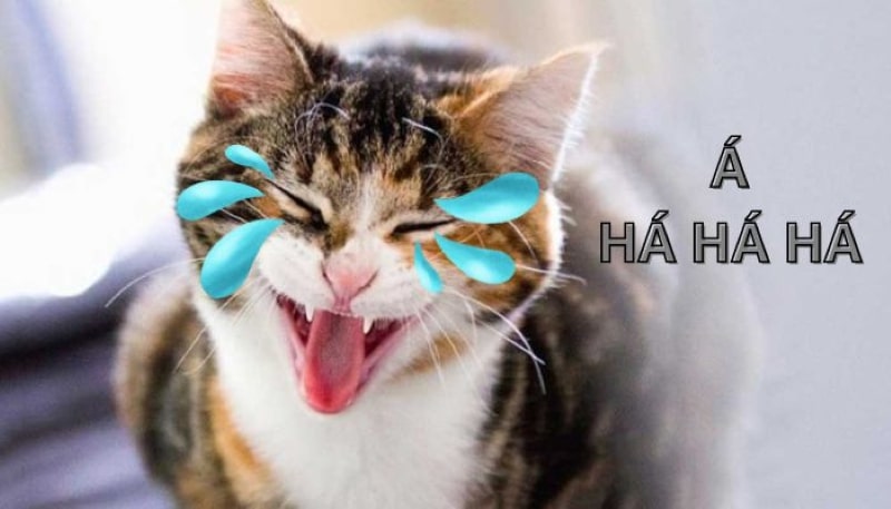 Hình ảnh meme mèo cười