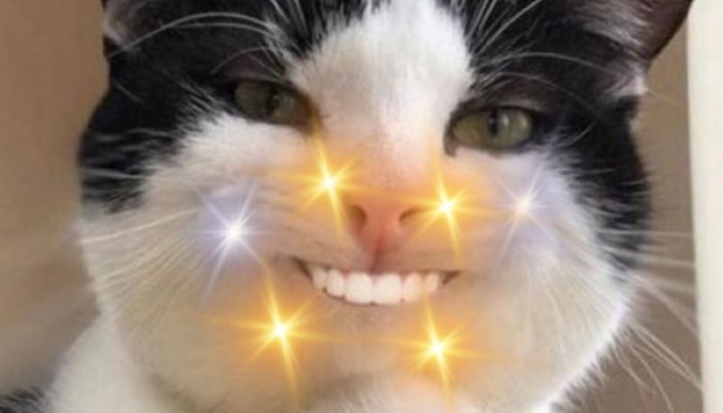 Hình ảnh meme mèo cười