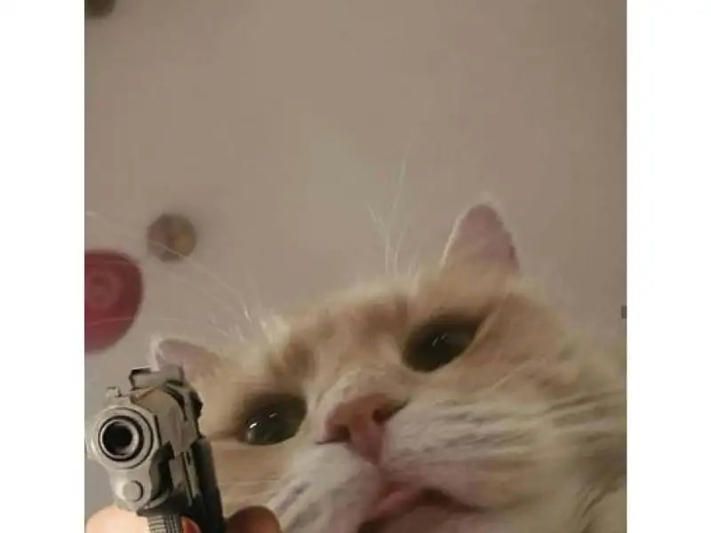 Meme mèo hài hước