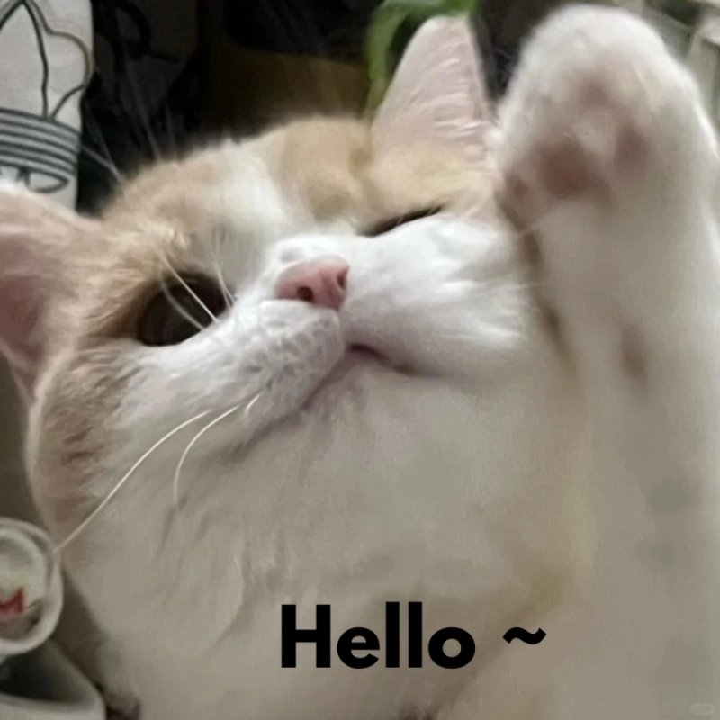 Meme mèo giơ tay hello