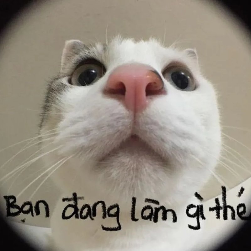 Meme mèo hỏi thăm làm gì đấy tinh nghịch
