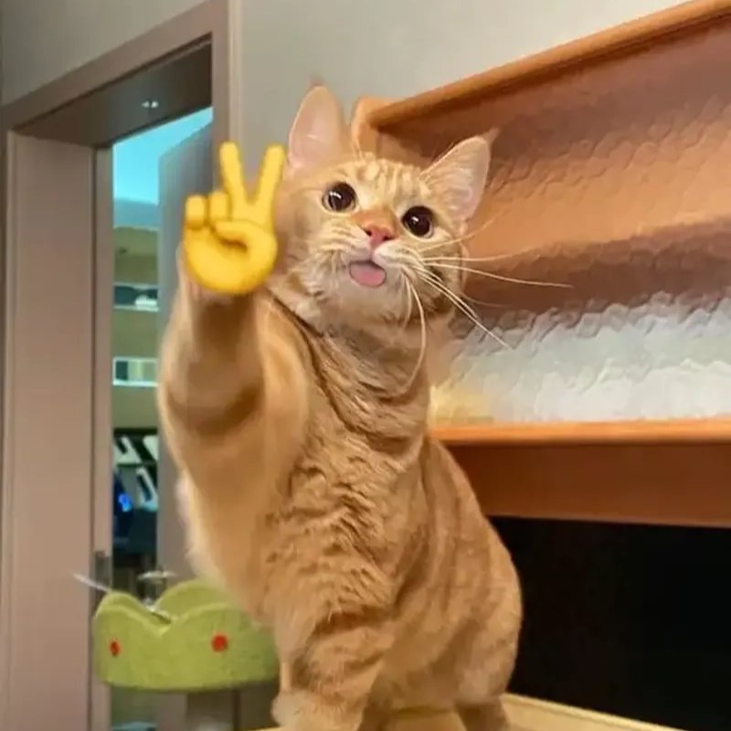 Meme mèo xin chào cute