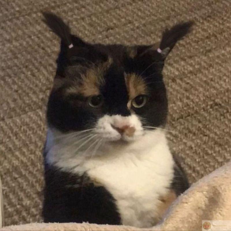 Ngồi giữa mâm cơm như một thành viên danh dự