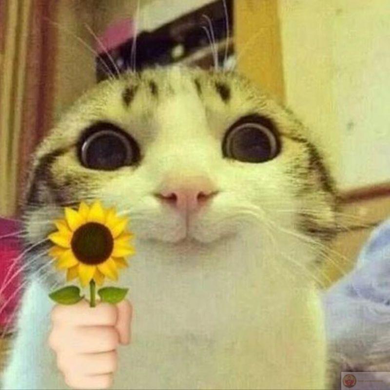 Nhìn như thương nhưng trong lòng đầy tính toán