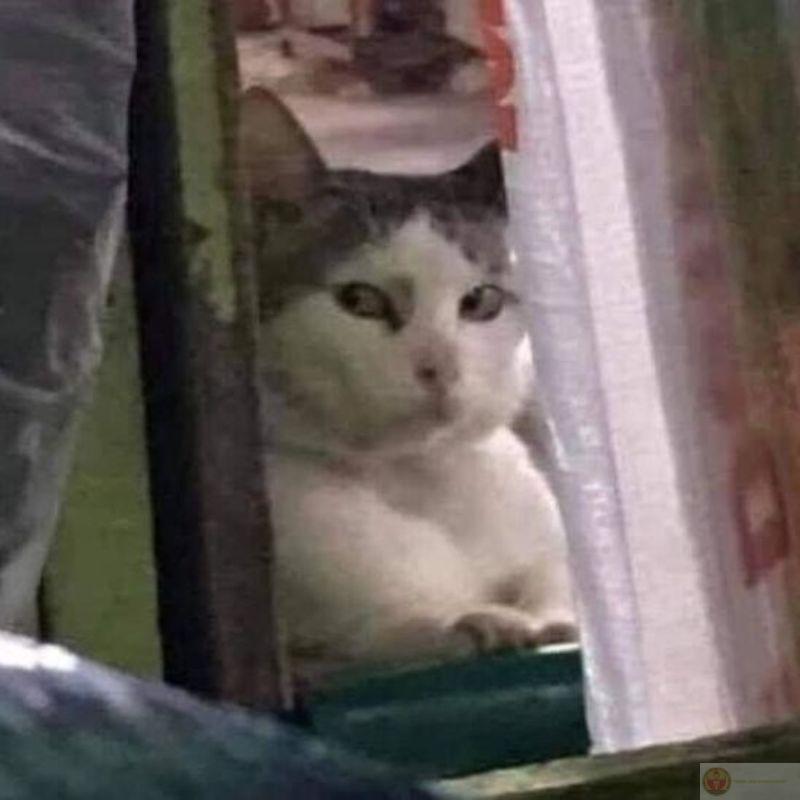 Pha đánh lén không thành công nhưng rất ngầu