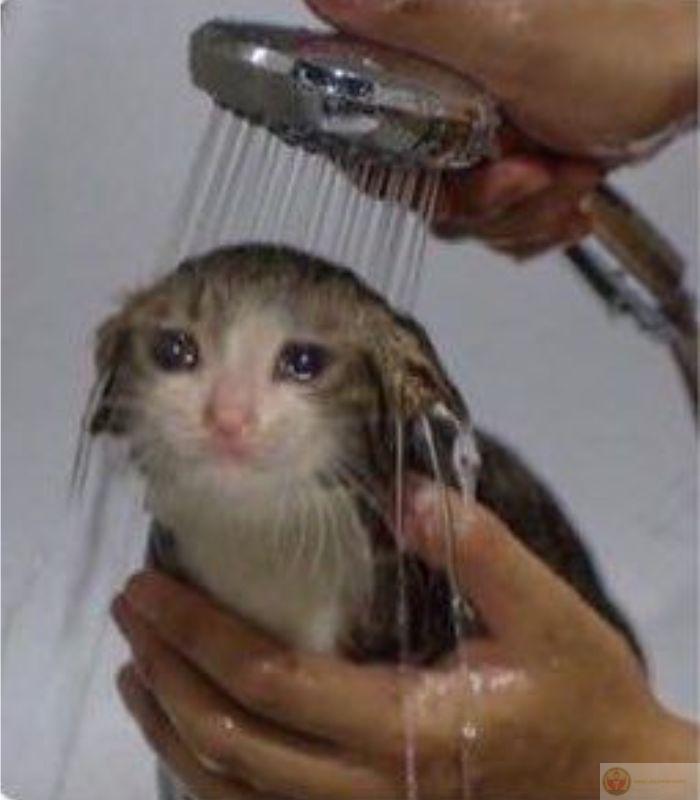 Ảnh meme mèo buồn bã