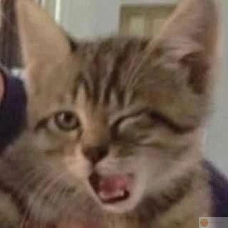 Tôi gọi mèo, mèo gọi cơm