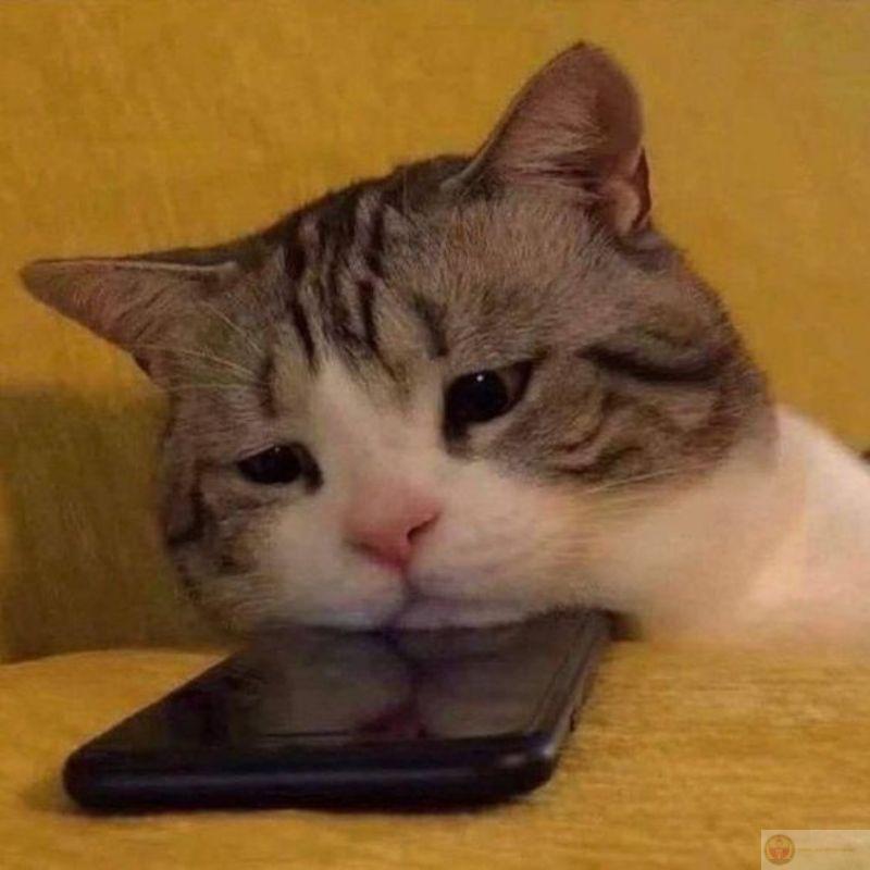 Tự dưng mèo nhìn tui như đòi nợ