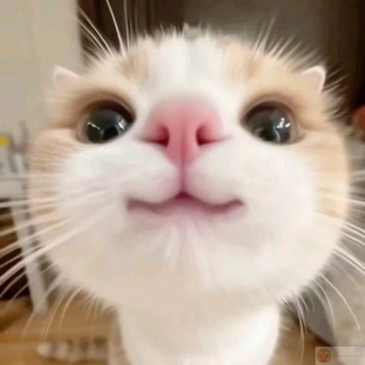 Tự nhiên nằm chiếm giường như thể là chủ nhà