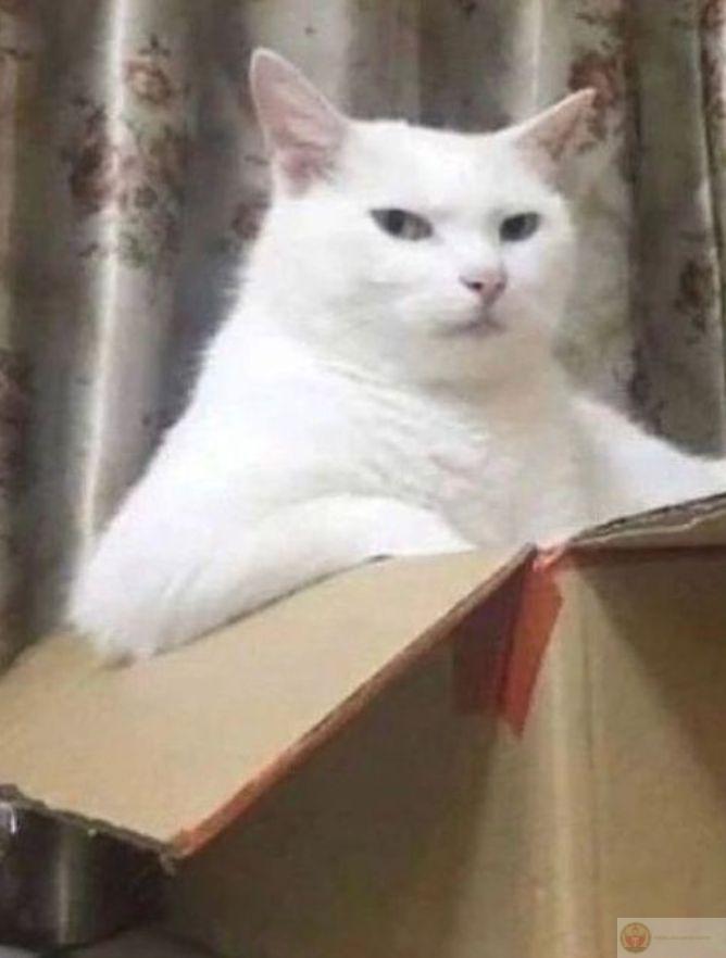 Cãi nhau với sen xong mèo ngồi lườm cả chiều