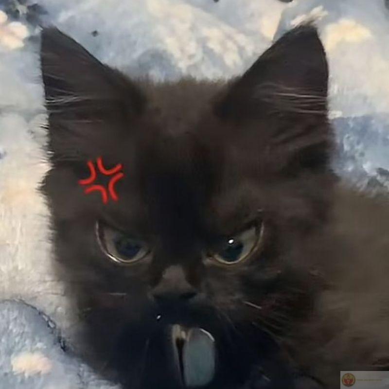 Chảnh vừa đủ để người ta không bỏ được