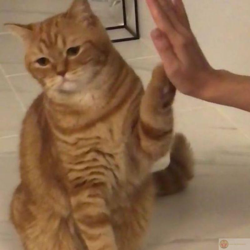 Meme mèo khóc cute