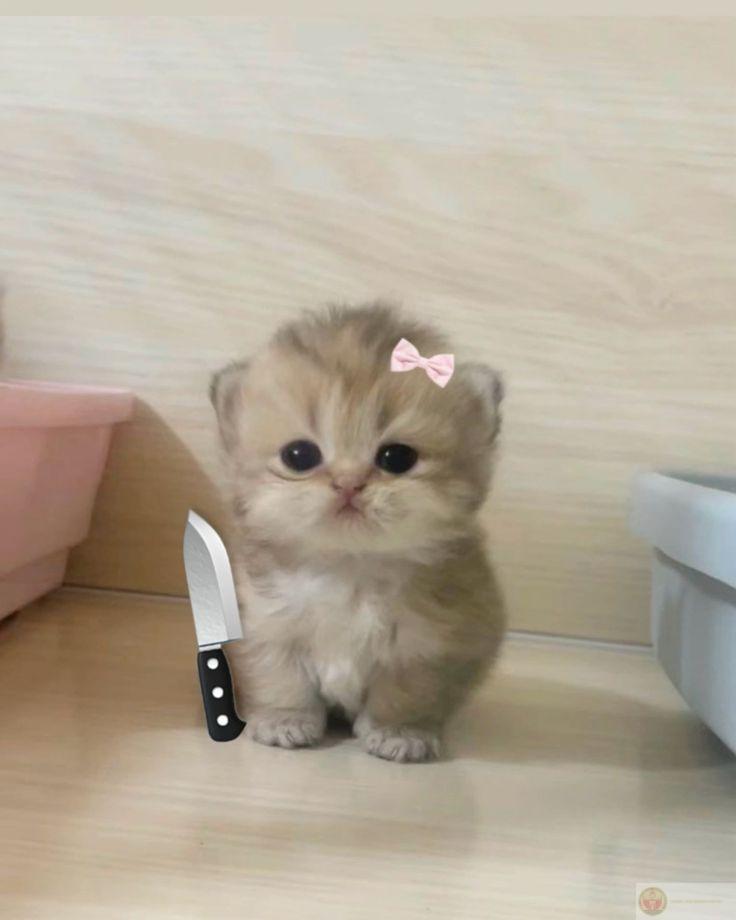 Chỉ cần mở túi là có mặt ngay