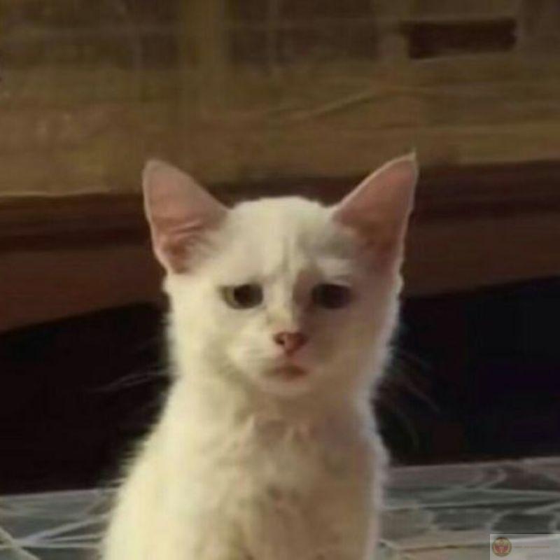 Cười xỉu với biểu cảm không thể giải thích nổi