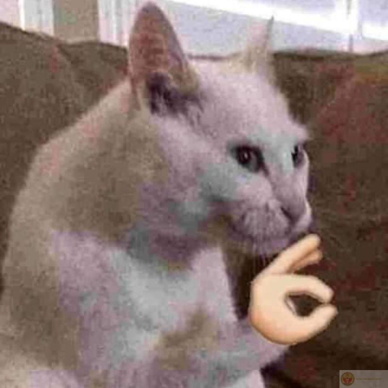 Đang buồn mà thấy mặt mèo là quên hết