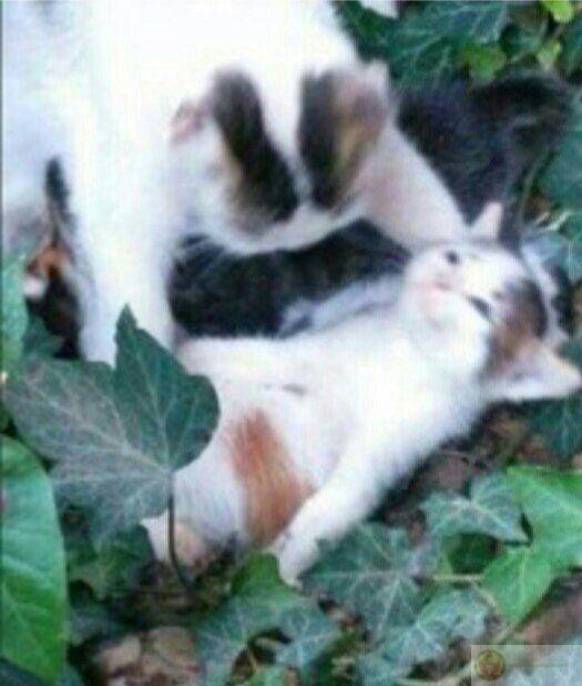 Cứ yên lặng là đang lên kế hoạch